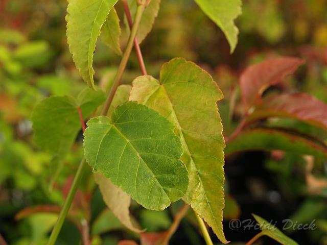Acer davidii Kantonspark.jpg - Acer davidii Kantonspark
